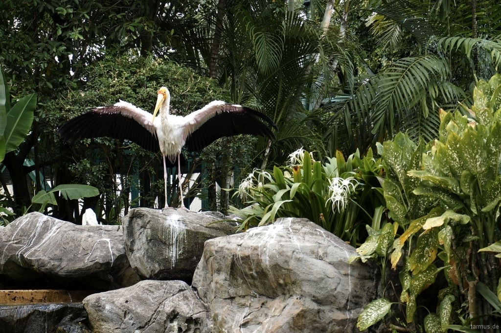 Birds Park: World's Largest Free-flight Walk-in Aviary
