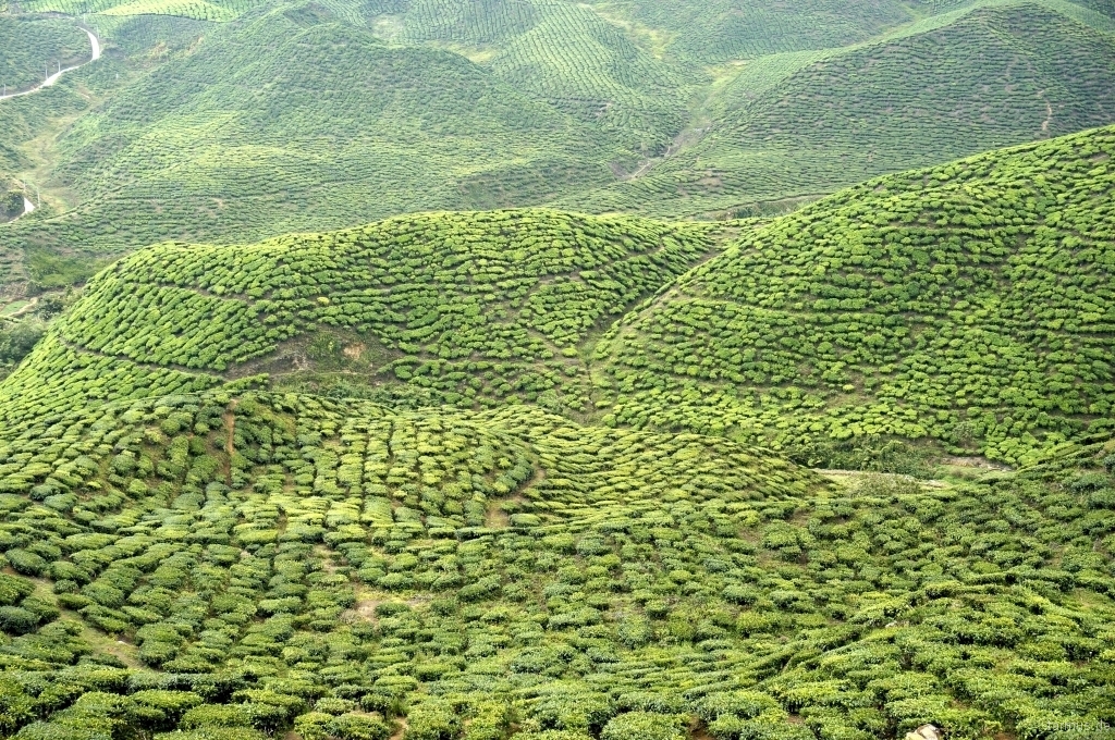 One of the Tea Plantations in Cameron Highlands