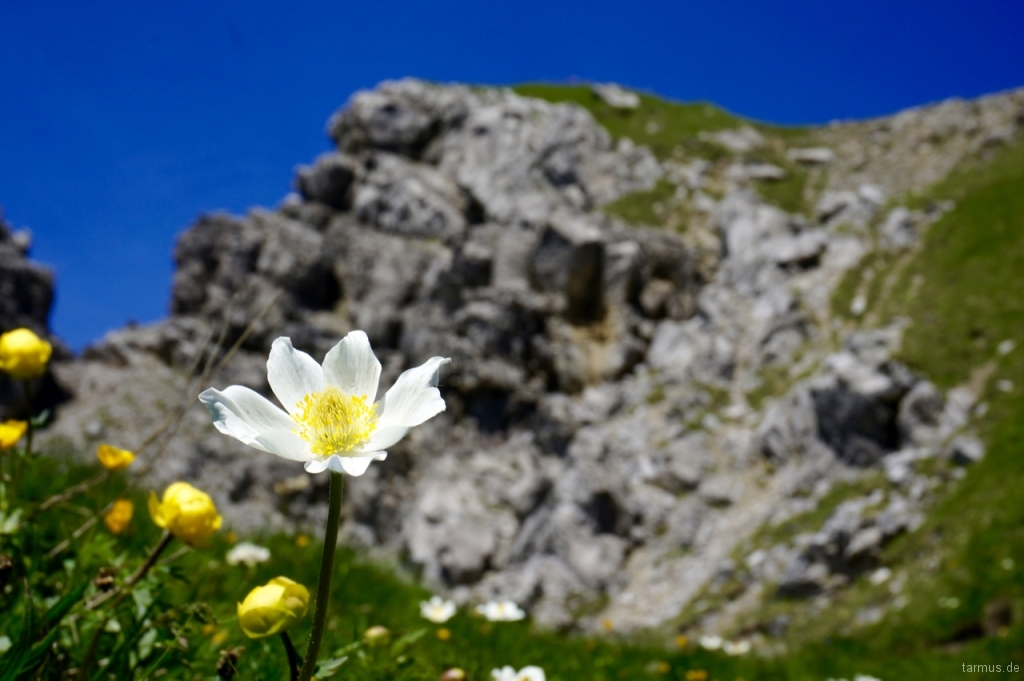 Flower in the Alps