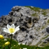 Flower in the Alps